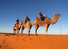 سافاری با شتر در دبی سفری یک روزه به تاریخ!
